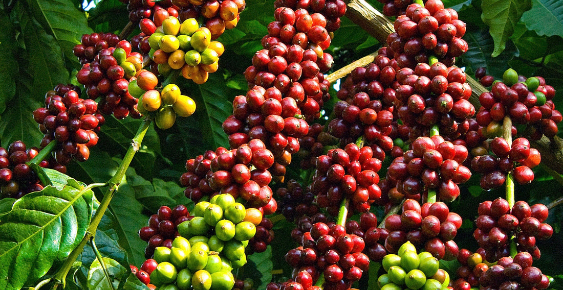 Jason Nguyen's journey to discover Vietnam Fine Robusta Coffee